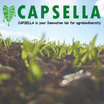 CAPSELLA